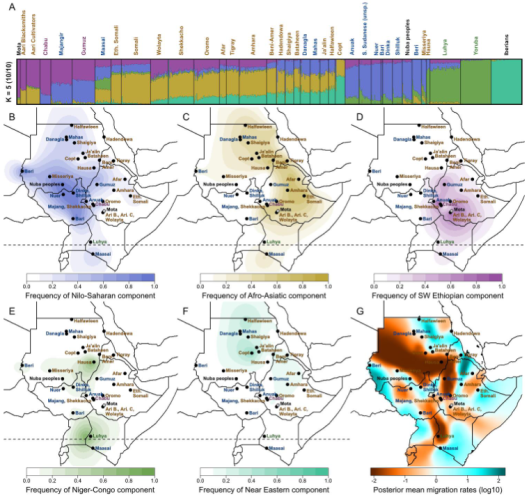 Genomic analysis of various populations in Africa and Europe. The North Omotic-speaking Shekkacho sample has a similar level of West Eurasian ancestries (Afro-Asiatic & Iberian-related components) as the other Afro-Asiatic-speaking populations and Nubian groups in Northeast Africa. This finding supports the view that the earliest Omotic settlers in the Horn region were, like the ancient Cushitic pastoralists in the Great Lakes area, transplants from North Africa. As such, the modern Shekkacho and Wolayta represent small pockets of Omotic speakers who retained much of their original Afro-Asiatic ancestry, whereas this ancestry was largely diluted in other Omotic-speaking areas through intermixture with and assimilation of local hunter-gatherers. Since Omotic is regarded by most linguists as the first diverging branch of the Afro-Asiatic language family, this discovery also has implications for the population affinities of the Proto-Afro-Asiatic speakers.