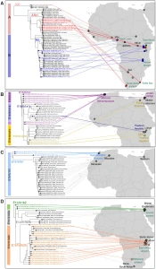 Archaeogenetic analysis conducted thus far indicates that the oldest instances of the archaic Y-DNA haplogroup A are found among specimens in Southern Africa, whereas the oldest examples of the paternal clade E have been found among North African and Middle Eastern specimens (Martiniano et al. (2022)).