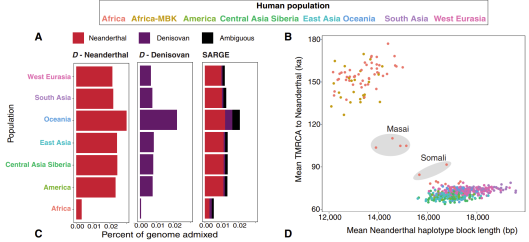 Mean Neanderthal haplotype block lengths, which identify Neanderthal admixture in various modern populations. The Somali sample has haplotype block lengths similar to those of the North African (Mozabite Berber and Sahrawi) and non-African samples. This is consistent with view that their Cushitic ancestors descended from a population bearing Anatolian Neolithic ancestry rather than Natufian ancestry.