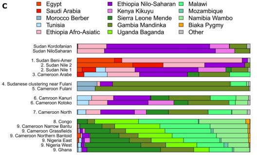 Genome analysis of Shuwa "Arab" individuals and other modern populations from Africa. The examined Shuwa "Arabs" (labeled here "Cameroon Arabe") derive most of their Eurasian ancestry from a Cushitic-related source (pink component), followed by a Tunisian Maghrebi-related source (light blue component). This same composite autosomal DNA signature appears to also typify the Sahelian Kanuri and Kotoko populations (who are thought to have expanded westward from the Sudan), as well as Chadic-speaking populations of northern Cameroon (who mostly bear the Eurasian R1b-V88 paternal haplogroup). Altogether, this suggests that the Shuwa "Arabs" may originally have been Chadic speakers, who settled amongst and intermixed with Niger-Congo speakers (Bird et al. (2023)).