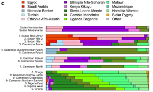 Genome analysis again detecting non-Sub-Saharan African admixture in Nilo-Saharan and Kordofanian-speaking samples from Sudan. This pink component, which the scientists note has Arabic-related affinities, is maximized among Somalis. It is found at low-to-moderate frequencies among the examined Nilo-Saharan and Kordofanian-speaking individuals (~20%). Hence, Nilo-Saharan/Kordofanian-speakers bear Eurasian-related admixture, which was specifically acquired from Cushitic peoples (Bird et al. (2023)).