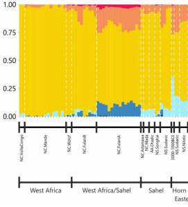 Genome analysis again detecting notable non-Sub-Saharan African admixture in Nilo-Saharan-speaking samples from the Nile Valley and Sahel. In this study, most of that foreign gene flow is proposed to have been derived from groups related to the Iberomaurusians, a North African people of the Epipaleolithic (D'Atanasio et al. (2023)).