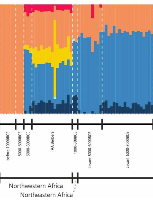 Genome analysis identifying a substantial Iberomaurusian-related component (orange element) in the ancestral composition of ancient Levantine individuals from the Pre-Pottery Neolithic culture (sample labeled Levant 8000-6000 BCE) (D'Atanasio et al. (2023)).